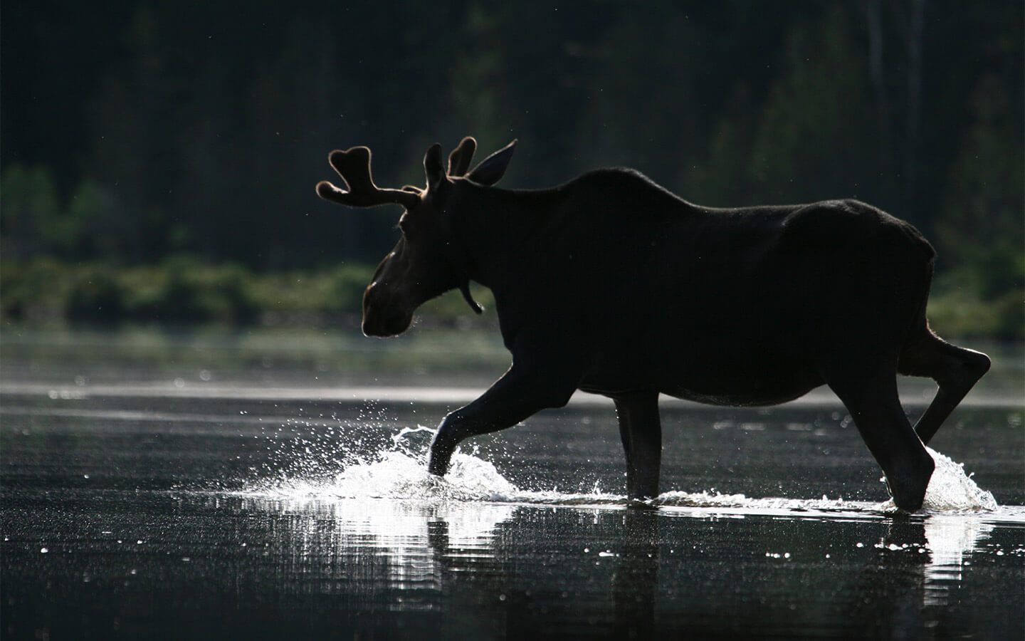 Wildlife in Maine - Moose