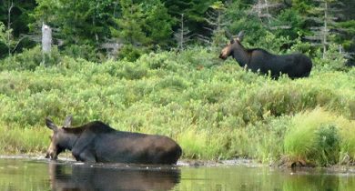 Moose by the lake