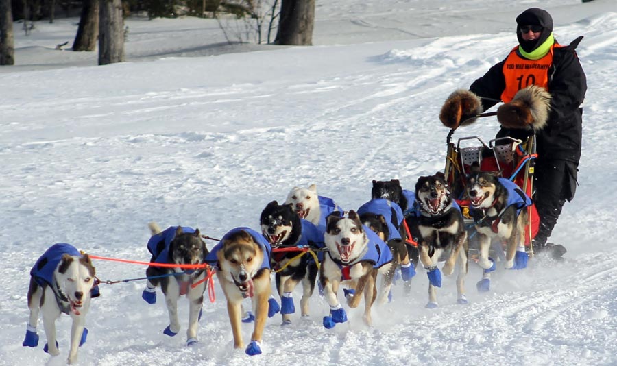 Moosehead Area Wilderness Sled Dog Race 2022